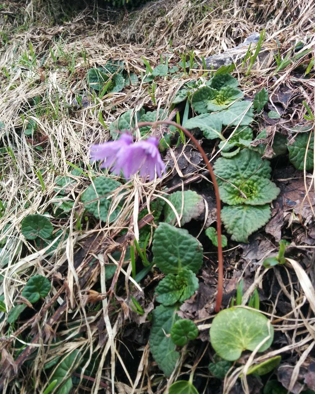 Soldanella alpina